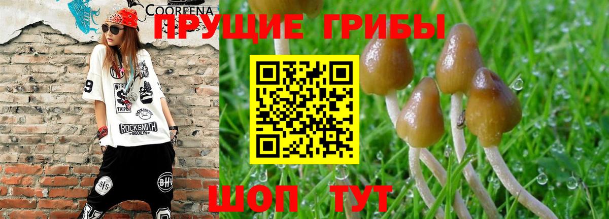 Псилоцибиновые грибы Psilocybe  Вход с VPN  Кохма 